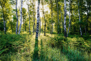 Birkenwald im Nationalen Naturerbe Wahner Heide