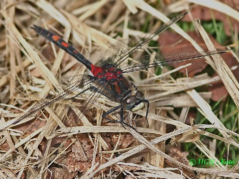 Männliche Kleine Moosjungfer in der Wahner Heide