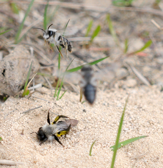 Weidensandbienen