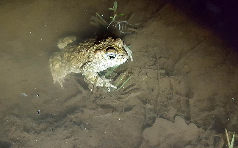 Kreuzkröte in Pfütze auf Weg im Geisterbusch