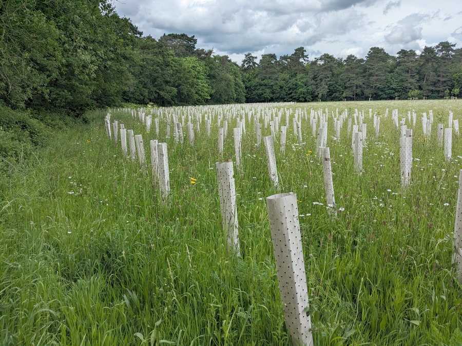 Anbau von Gehölzen im streng geschützten Lebensraumtyp Artenreiche Glatthaferwiese