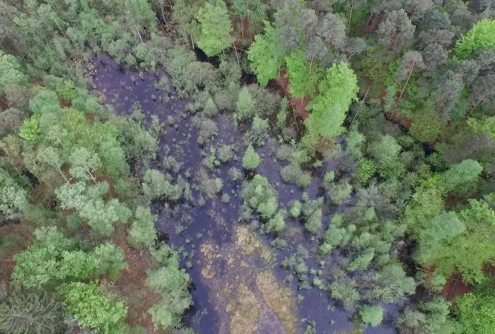 Waldmoor im Thurner Wald